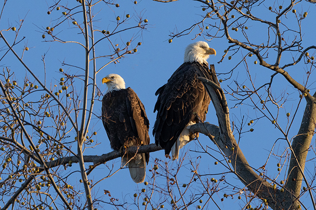 Bald Eagle courtship perching, Long Island New York
